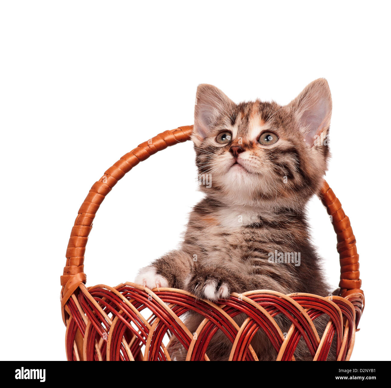 Cute little kitten in a wicker basket isolated on white background ...