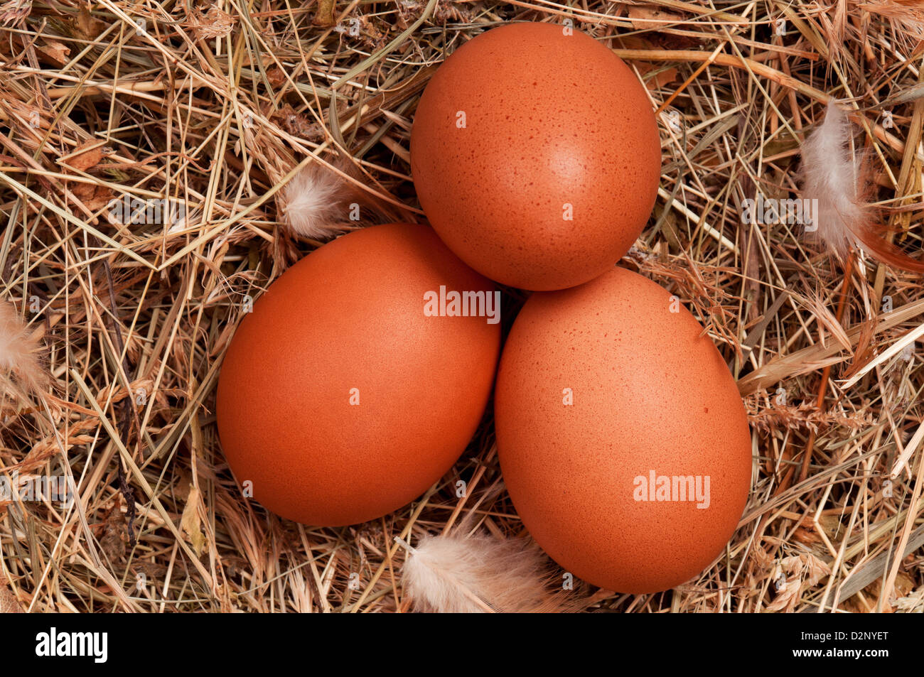 Fresh chicken eggs in the natural nest of hay Stock Photo - Alamy