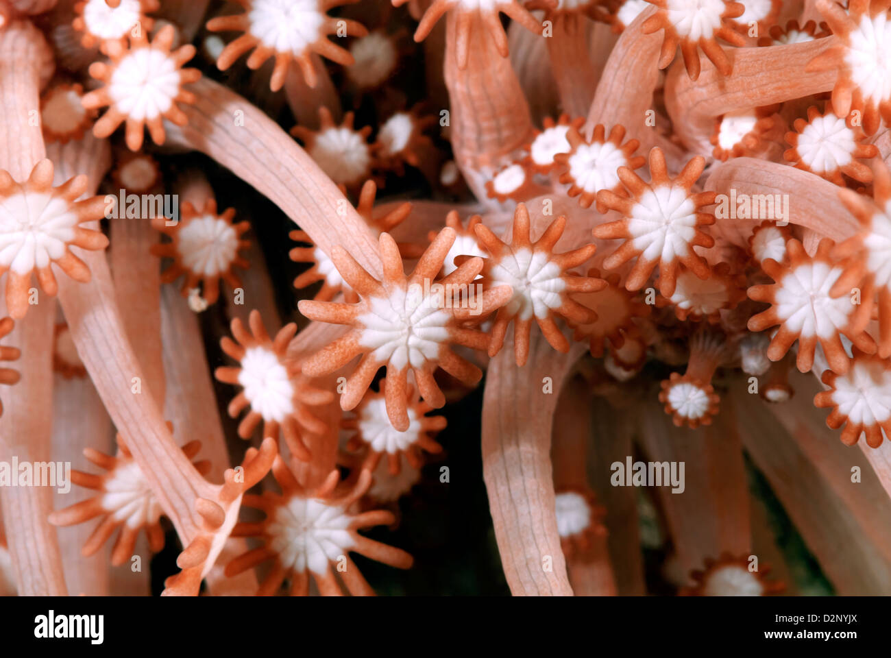 Flower Soft Coral Xenia sp., Loloata; Coral Sea, Pacific Ocean; Papua New Guinea Stock Photo
