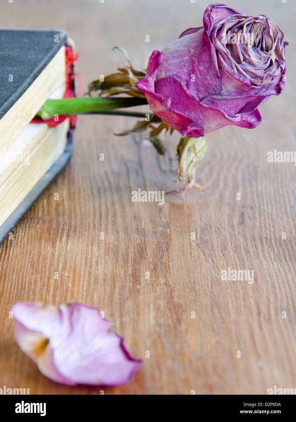 detailed dry pink rose flower used as bookmark in vintage book; focus on flower Stock Photo