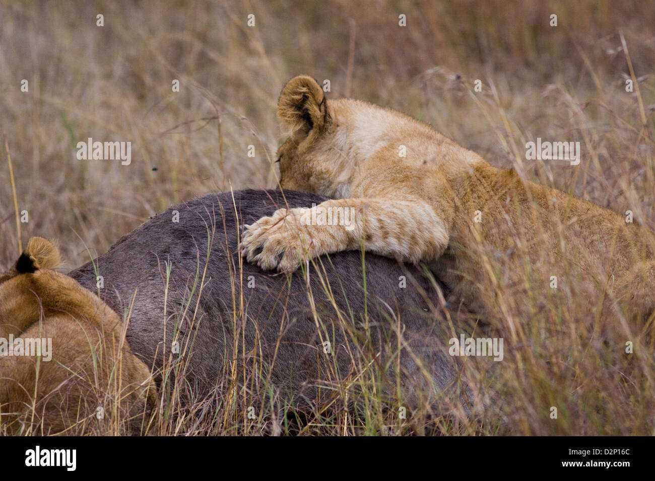Lion cub kill hires stock photography and images Alamy