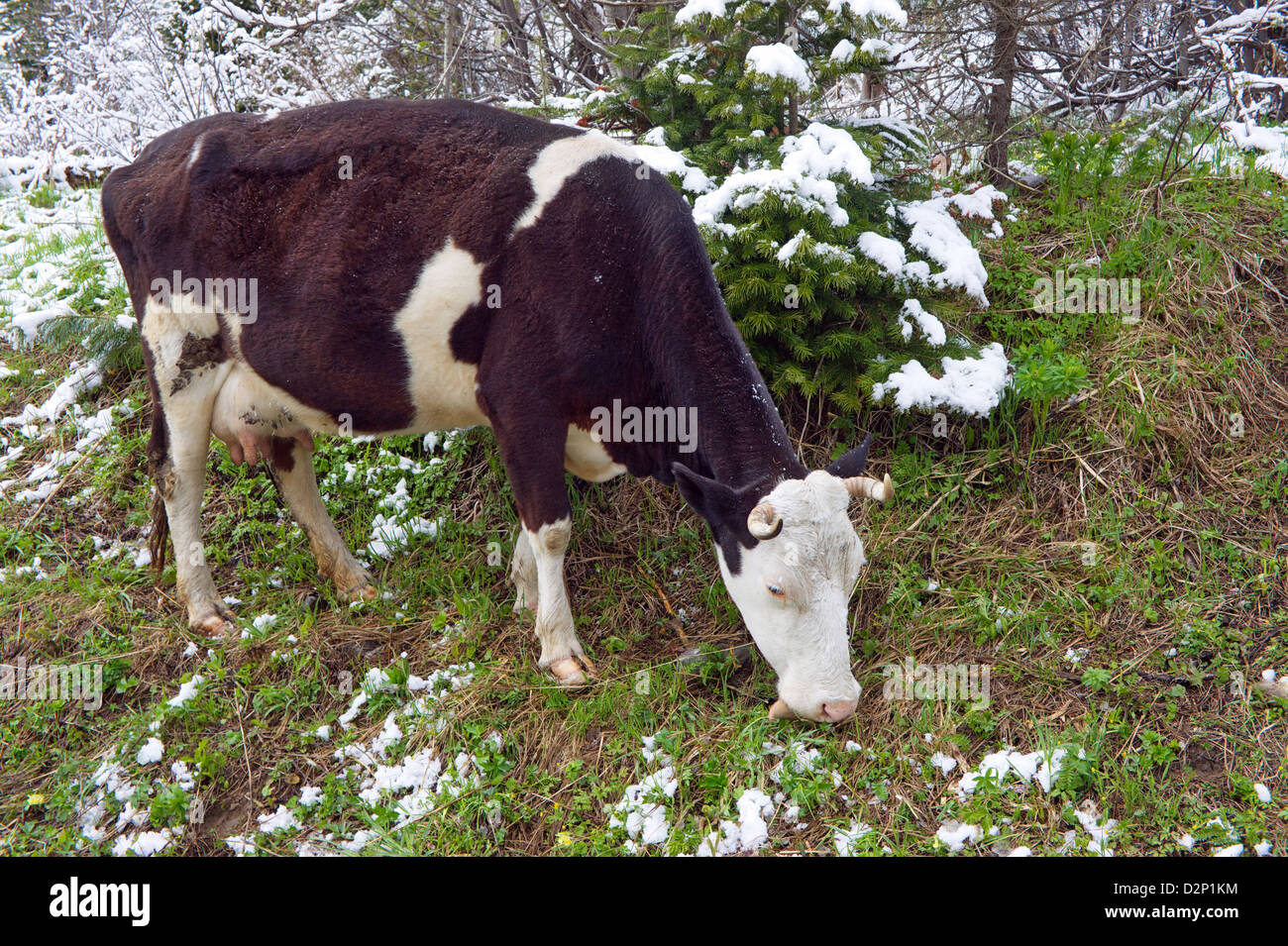 Dairy Cow of black and white color is grazing in a snowy forest Stock ...