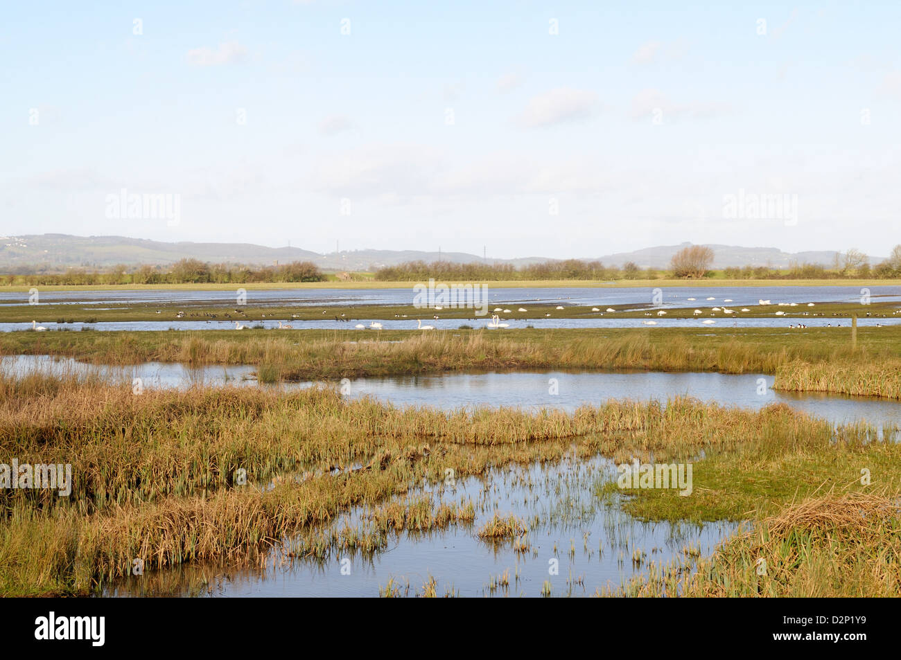 View Over Wetlands From A Hide Slimbridge Wildfowl And Wetlands Trust ...