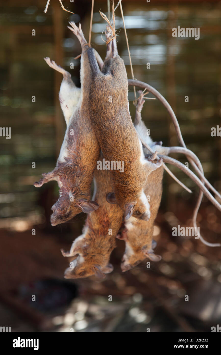 Rats for sale hi-res stock photography and images - Alamy