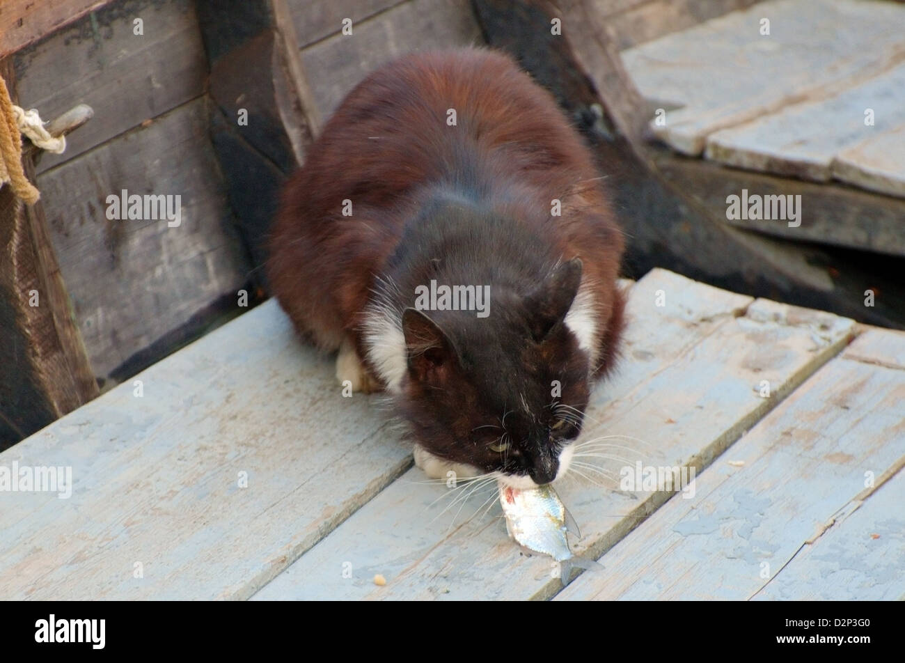 black cat eats fish, Vylkovo, SouthWest Ukraine Stock Photo Alamy