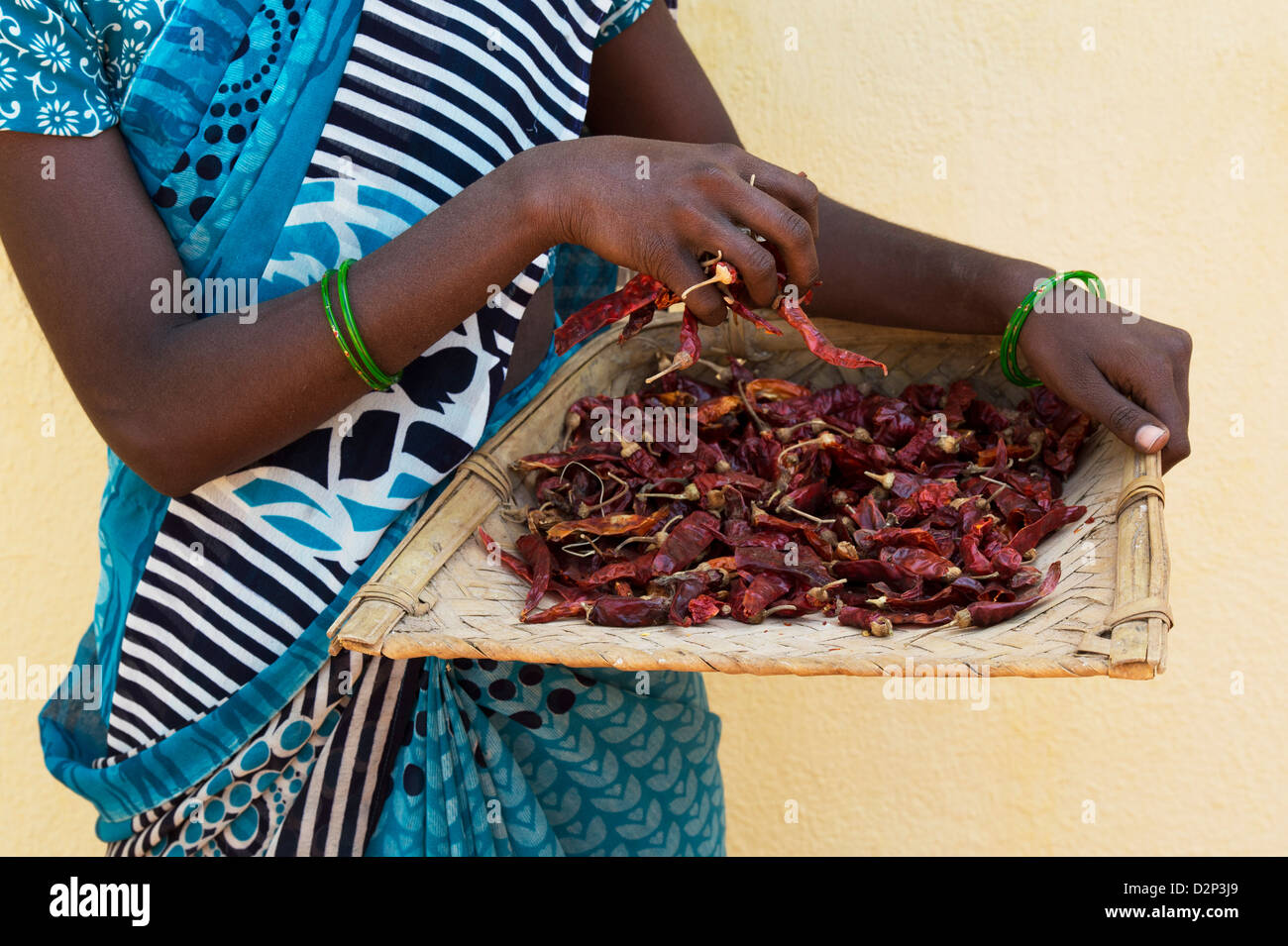 Rural Indian village woman collecting Dried red chilies in a weaved tray after drying in the sun. Andhra Pradesh, India Stock Photo