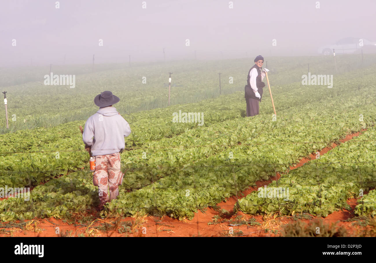 Market gardeners tending there vegetable crops in the Riverland region of South Australia Stock Photo