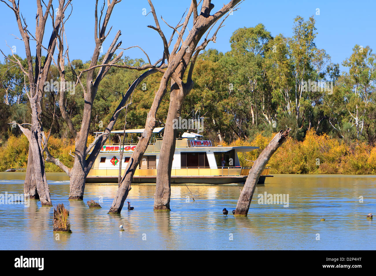 House boat making its way along the Murray River near the Riverland