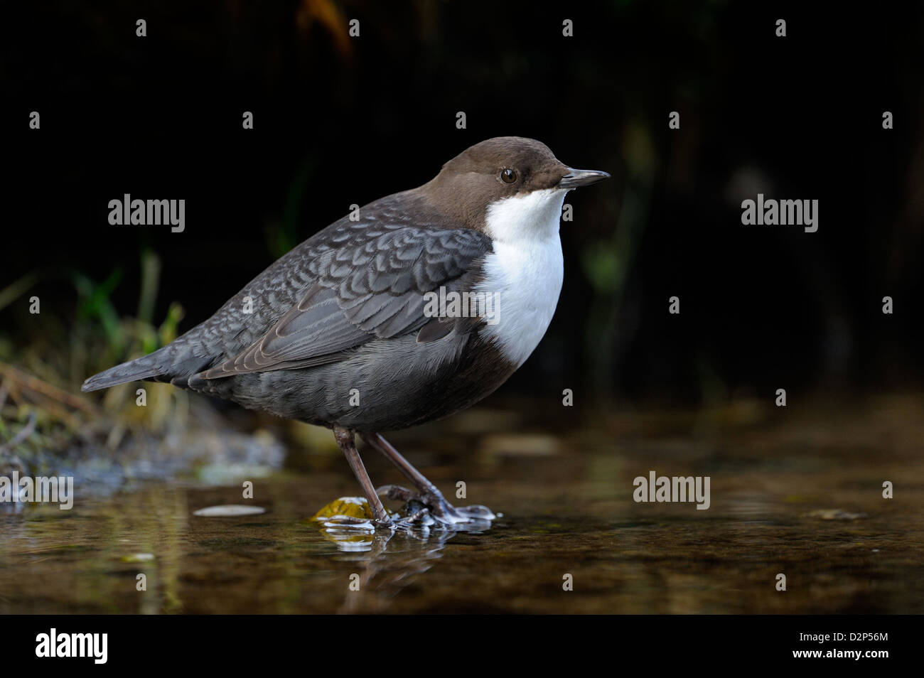 Dipper standing in water. Stock Photo