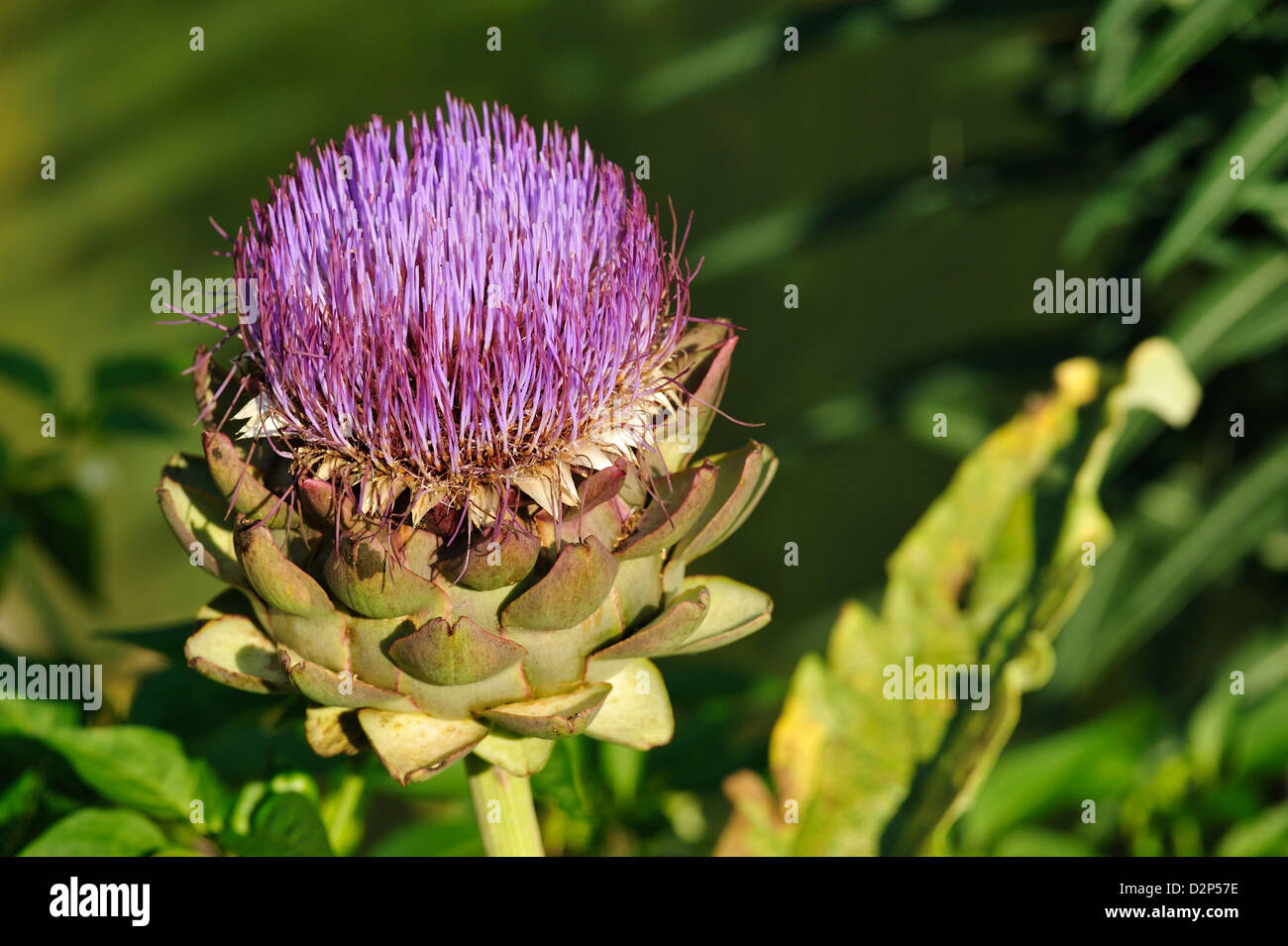 Artischocke (Cynara cardunculus) Artichoke • Landkreis Schwaebisch Hall, Baden-Wuerttemberg, Deutschland, Germany Stock Photo