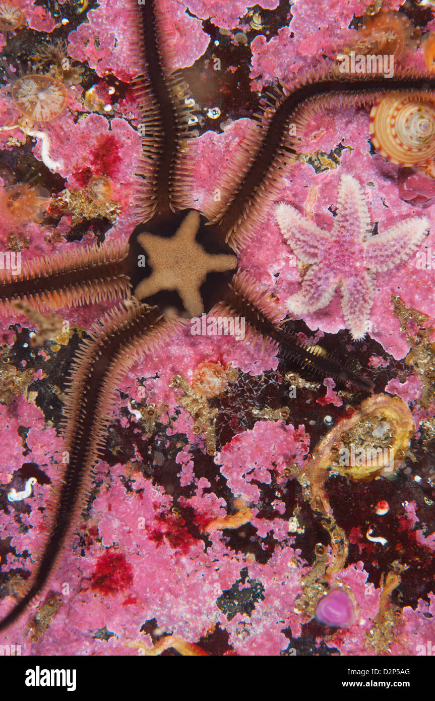 Starfish on the reef in St Kilda, Scotland, UK. Stock Photo