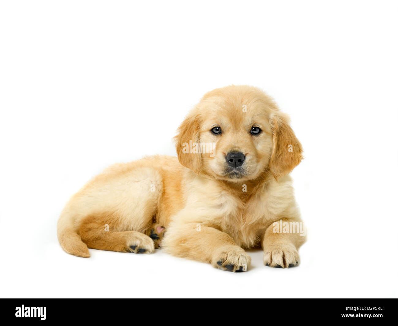 Loving young golden retriever hi-res stock photography and images - Alamy