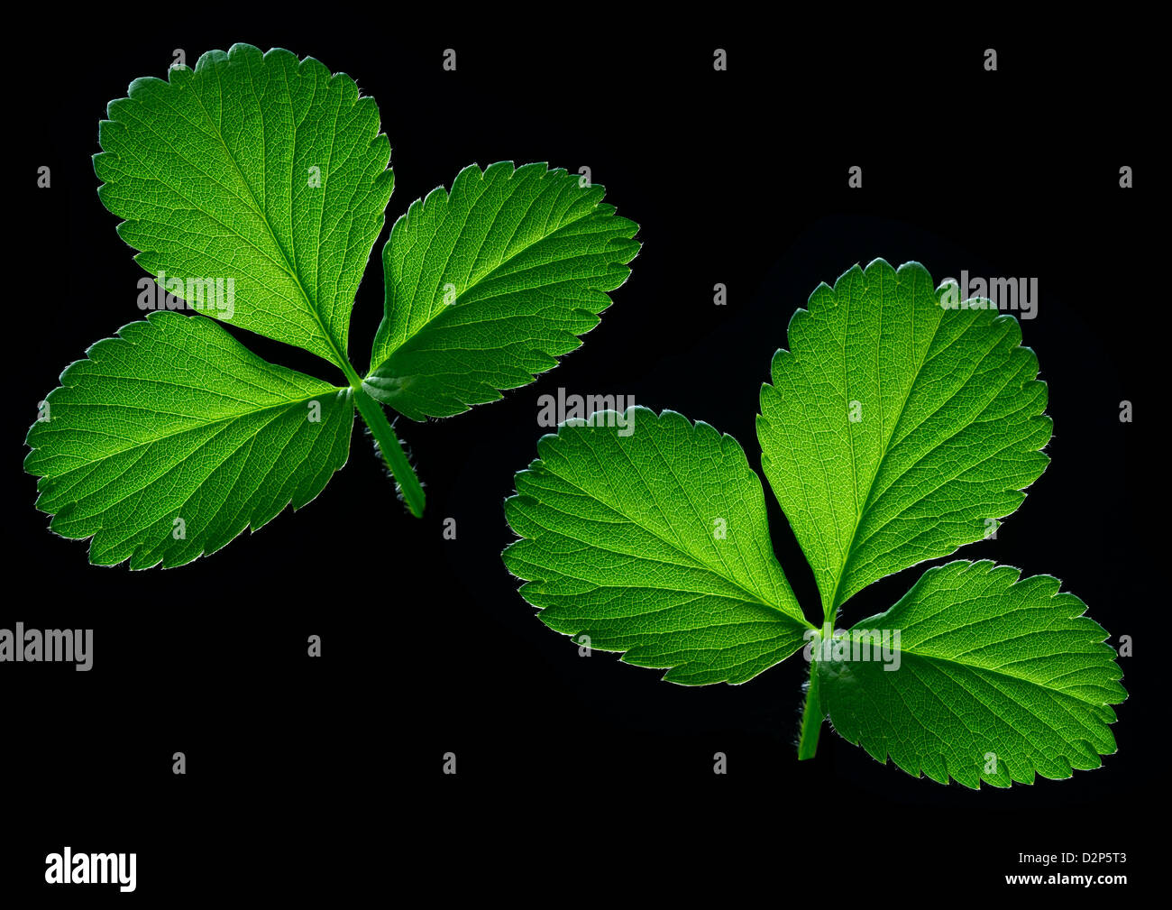strawberry leaf Stock Photo