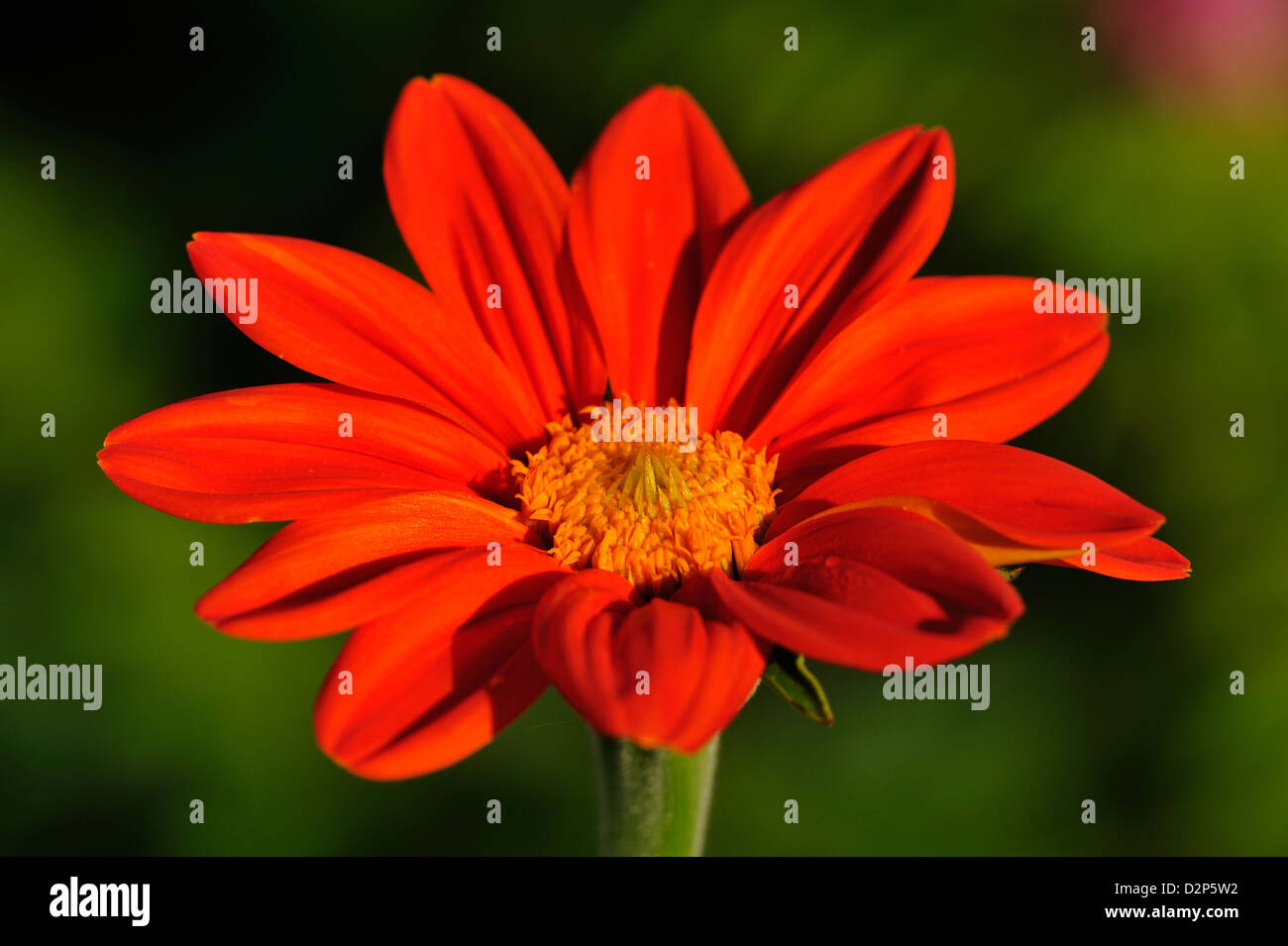 Rundblaettrige Tithonie (Tithonia rotundifolia) • Landkreis Schwaebisch Hall, Baden-Wuerttemberg, Deutschland Stock Photo