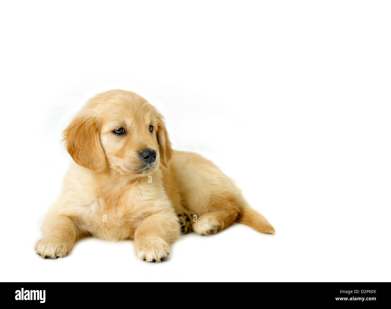 Golden Retriever Puppy Stock Photo