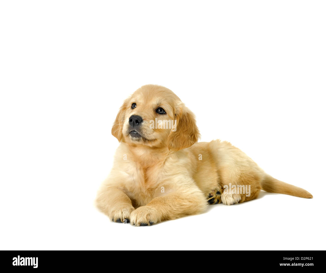 Golden retriever puppy hi-res stock photography and images - Alamy