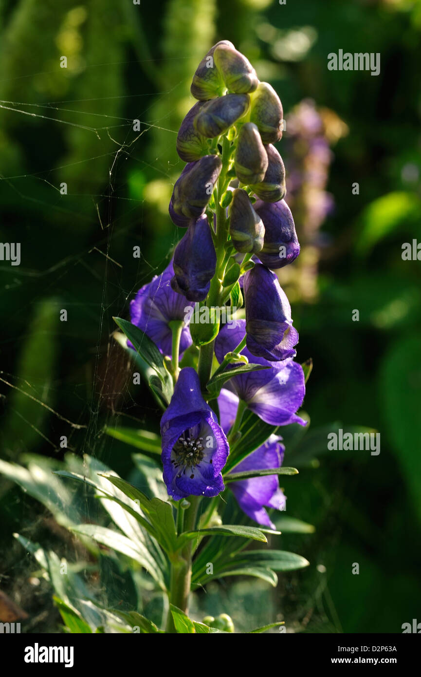 Blauer Eisenhut (Aconitum napellus) Monkshood • Landkreis Schwaebisch Hall, Baden-Wuerttemberg, Deutschland, Germany Stock Photo