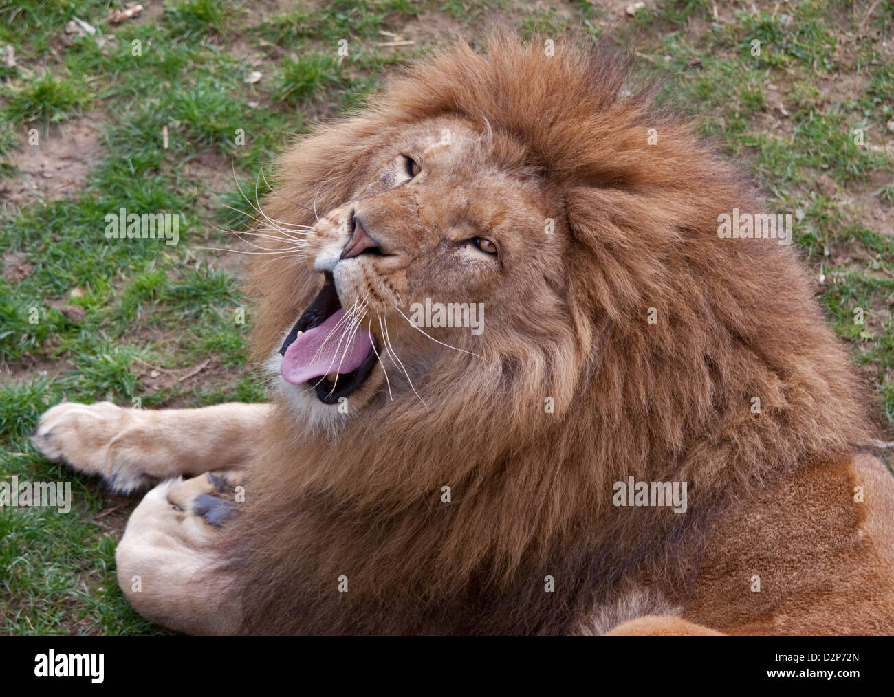 Male Lion (panthera leo) yawning Stock Photo