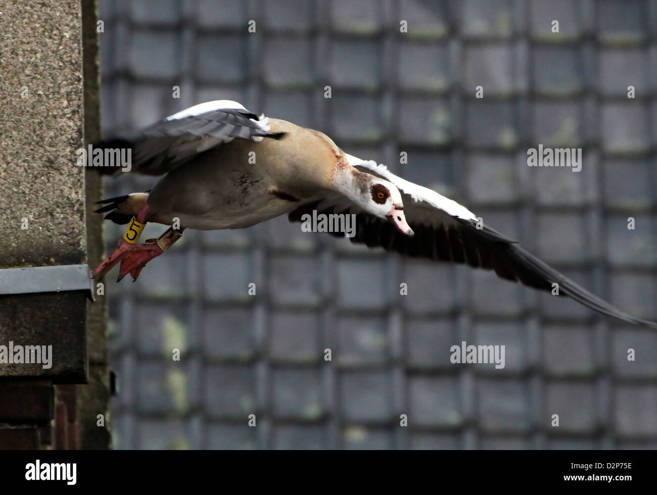 Egyptian Goose (Alopochen aegyptiaca)  in flight Stock Photo