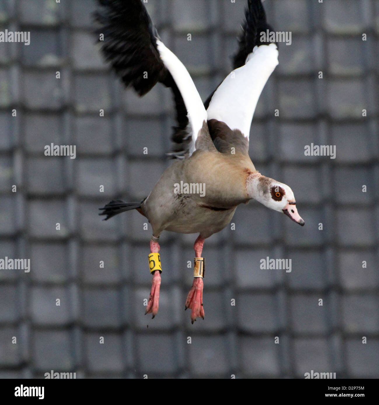 Egyptian Goose (Alopochen aegyptiaca)  in flight Stock Photo