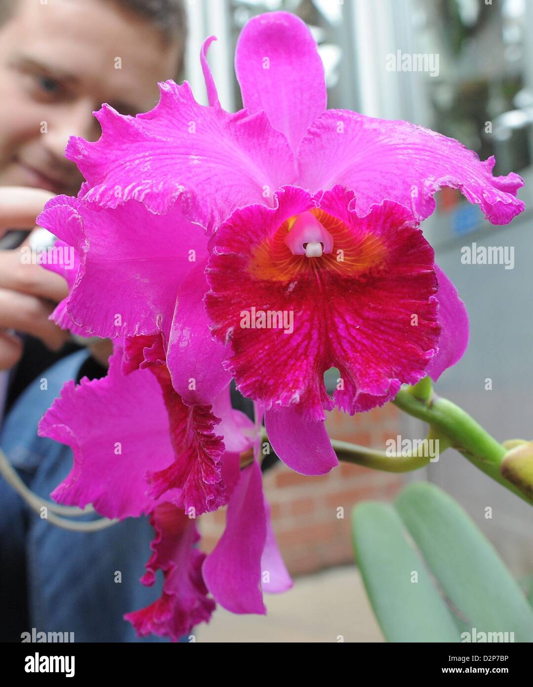 A man takes pictures of an orchid of the species cattleya in the orchid exhibition in the botanic gardens in  Potsdam, Germany, 30 January 2013. The exhibition features a variety of wild and grown orchid plants. Orchids are considered the second largest family of plants with more than 18.500 species. Photo: Bernd Settnik Stock Photo