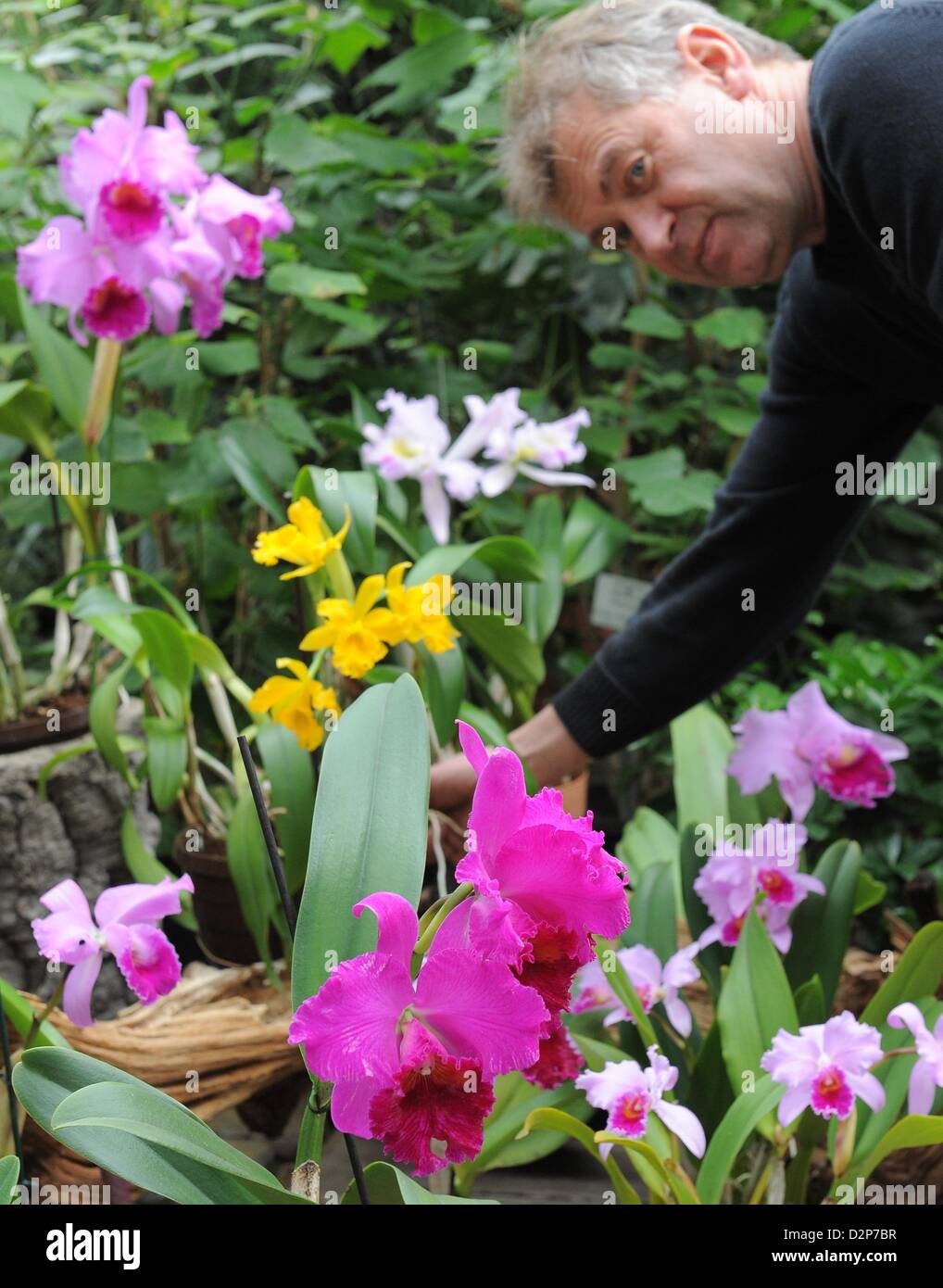 Orchid grower Hans Joachim Wlodarczyk places an orchid of the species cattleya in the orchid exhibition in the botanic gardens in  Potsdam, Germany, 30 January 2013. The exhibition features a variety of wild and grown orchid plants. Orchids are considered the second largest family of plants with more than 18.500 species. The exhibition runs from 31 January to 3 February 2013. Photo: Bernd Settnik Stock Photo