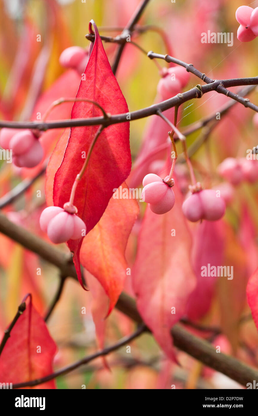 Close up of Euonymus alatus in autumn. Stock Photo