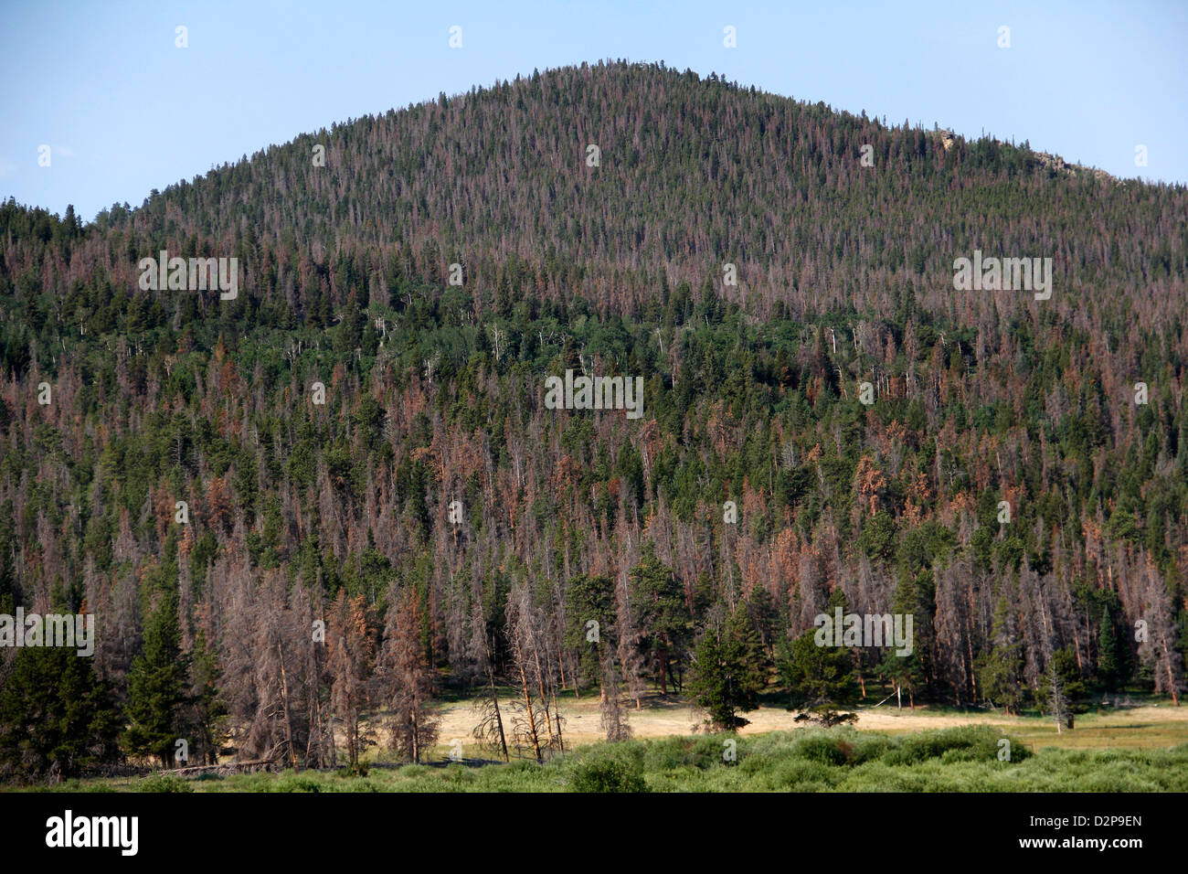 Dead pine trees from Pine Beetle Epidemic Rocky Mountain National Park