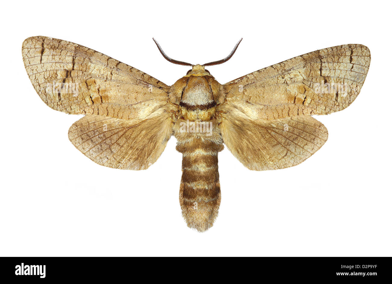 Goat moth (Cossus cossus) isolated on white background Stock Photo