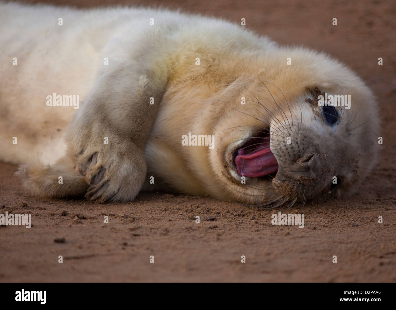 Cheeky New Born Seal Pup Stock Photo