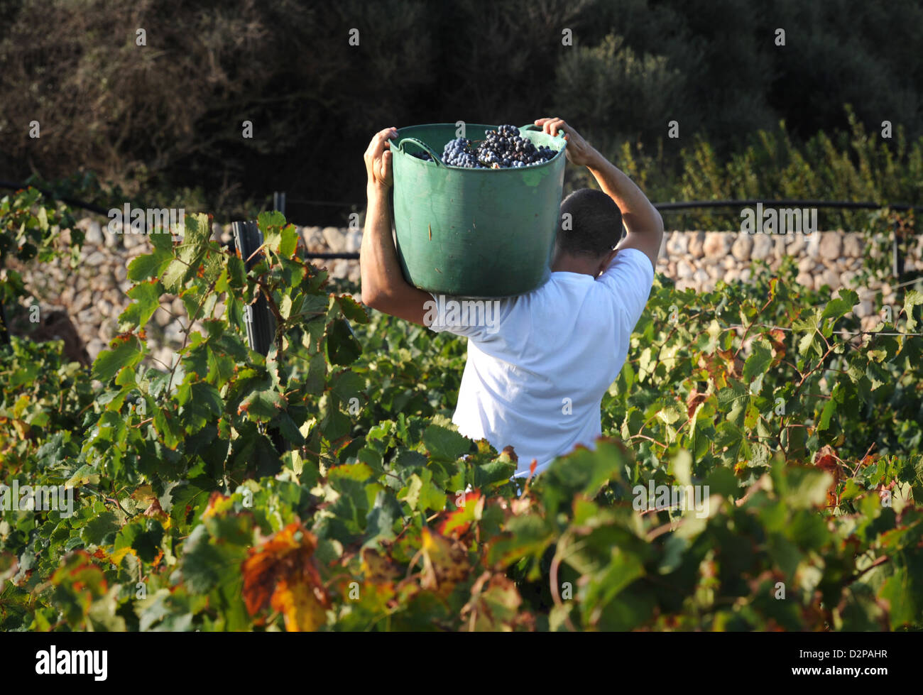 Harvesting Merlot grapes Binifadet vineyard, Menorca, Spain Stock Photo