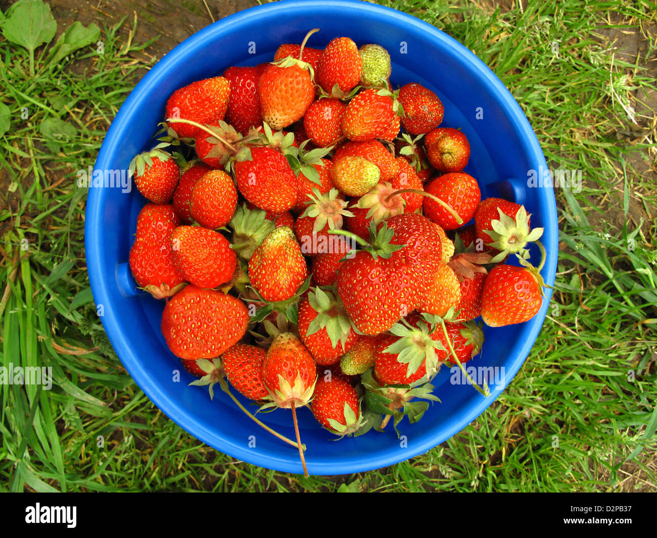 Ripe strawberries in a blue bucket Stock Photo - Alamy