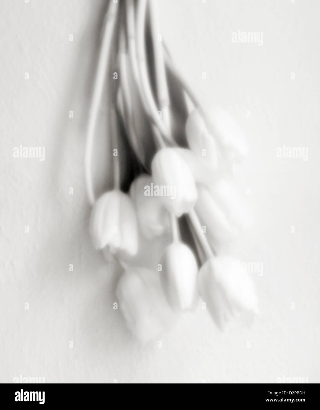 A soft focus duotone image of white tulips Stock Photo