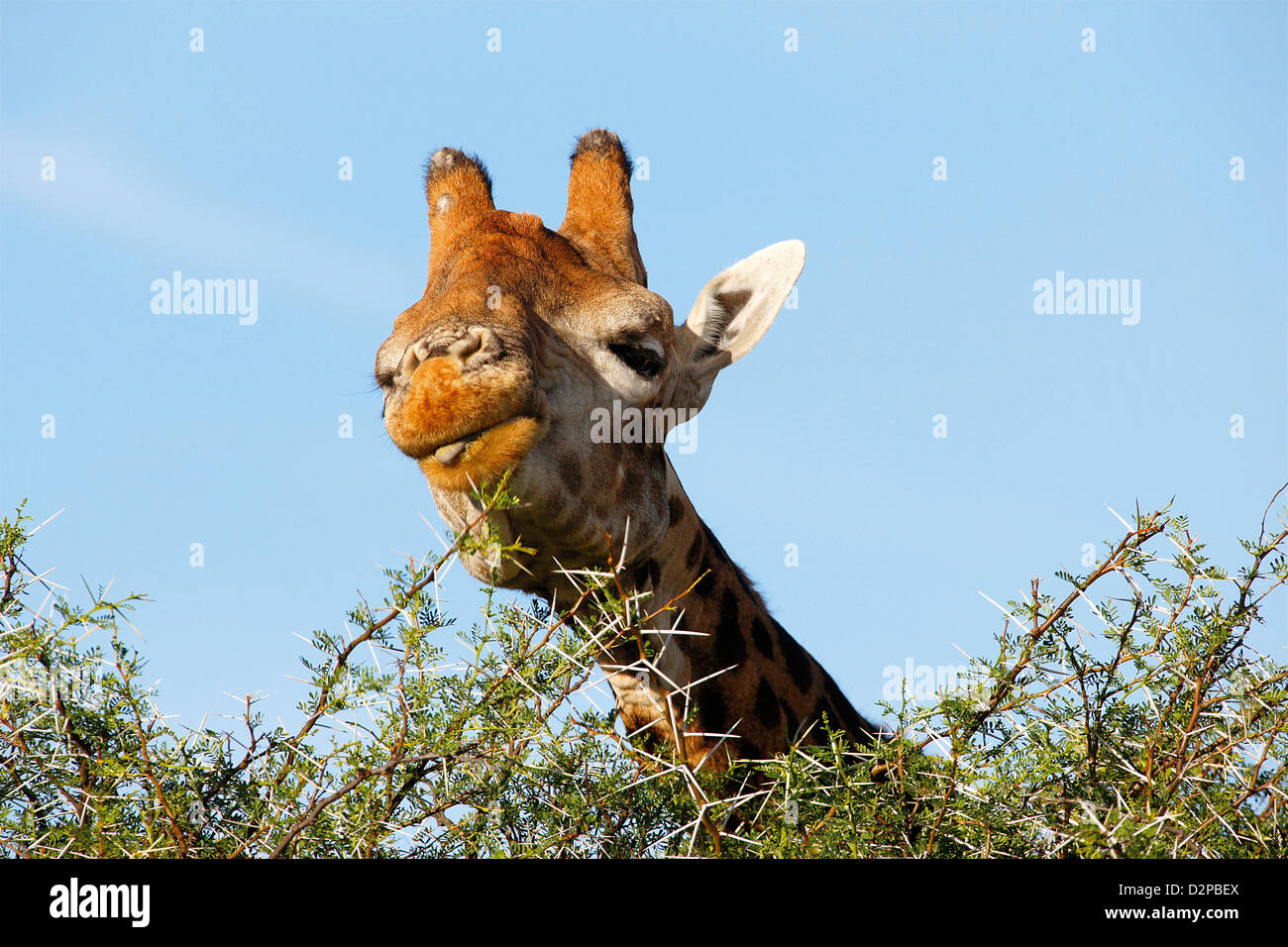 giraffe eating leaves Stock Photo