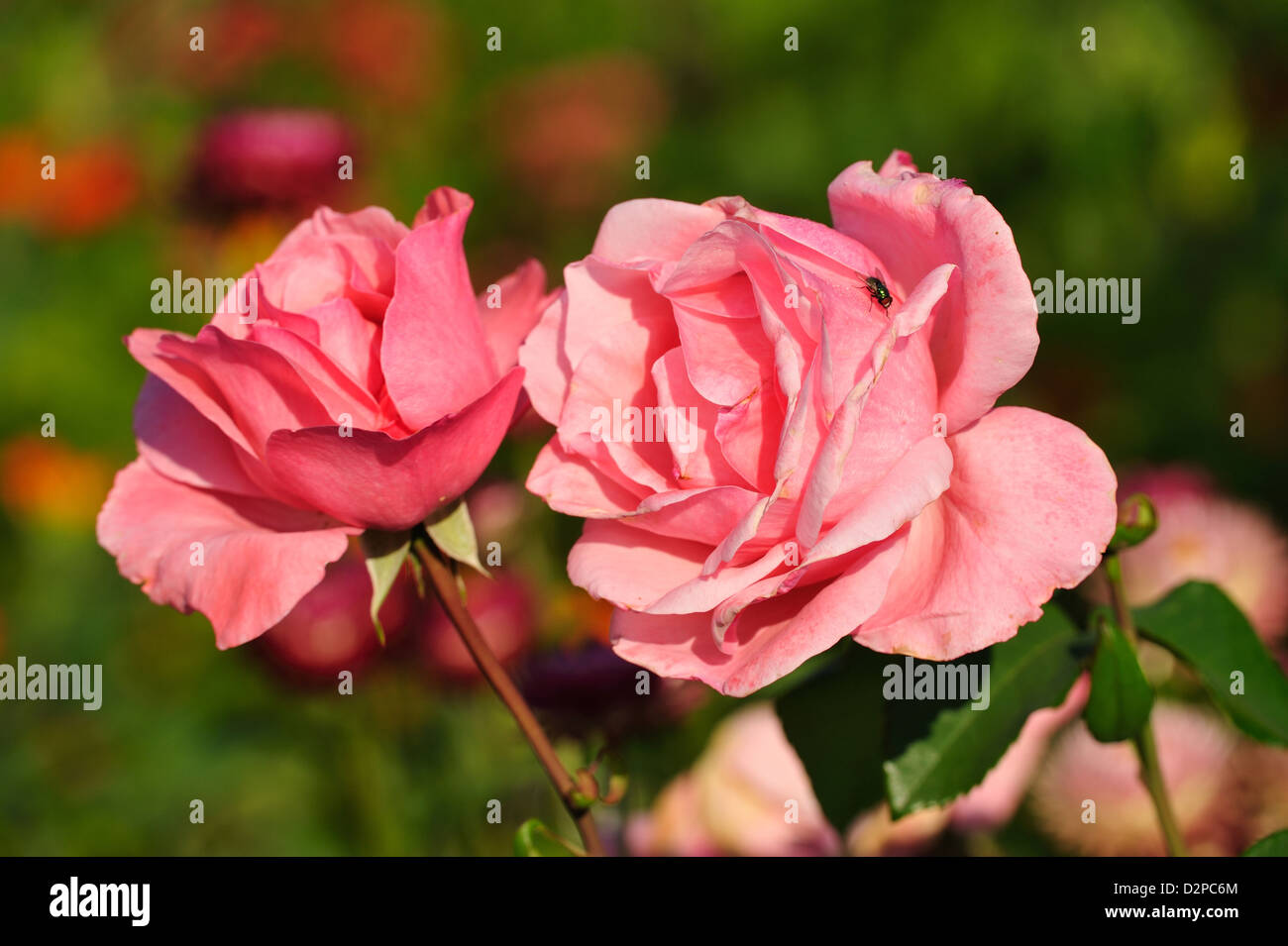 Floribunda-Rose (Rosa spec.) • Landkreis Schwaebisch Hall, Baden-Wuerttemberg, Deutschland, Germany Stock Photo