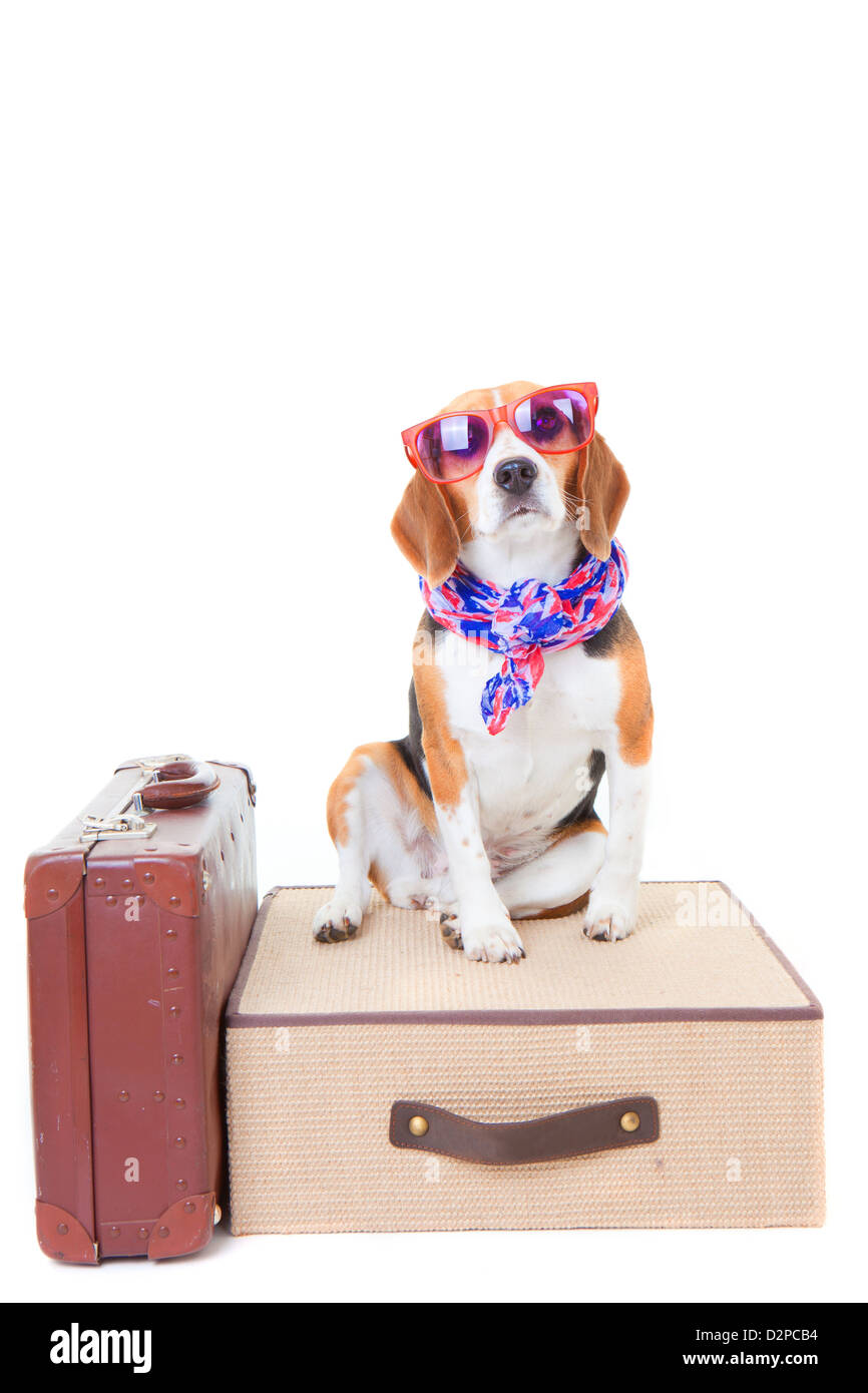 beagle dog with suit cases as concept for travel on summer holiday or