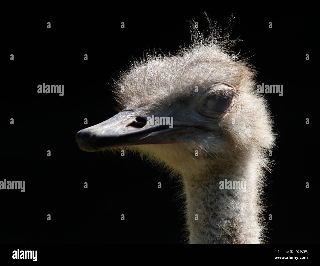 Ostrich close up head Memphis Zoo bird flightless Stock Photo