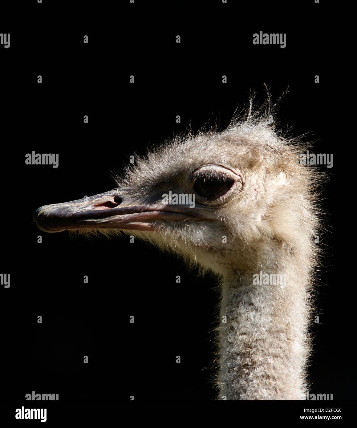 Ostrich close up head Memphis Zoo bird flightless Stock Photo
