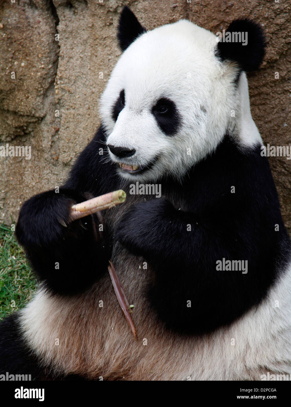 Giant Panda eating bamboo Memphis Zoo Tennessee Stock Photo - Alamy