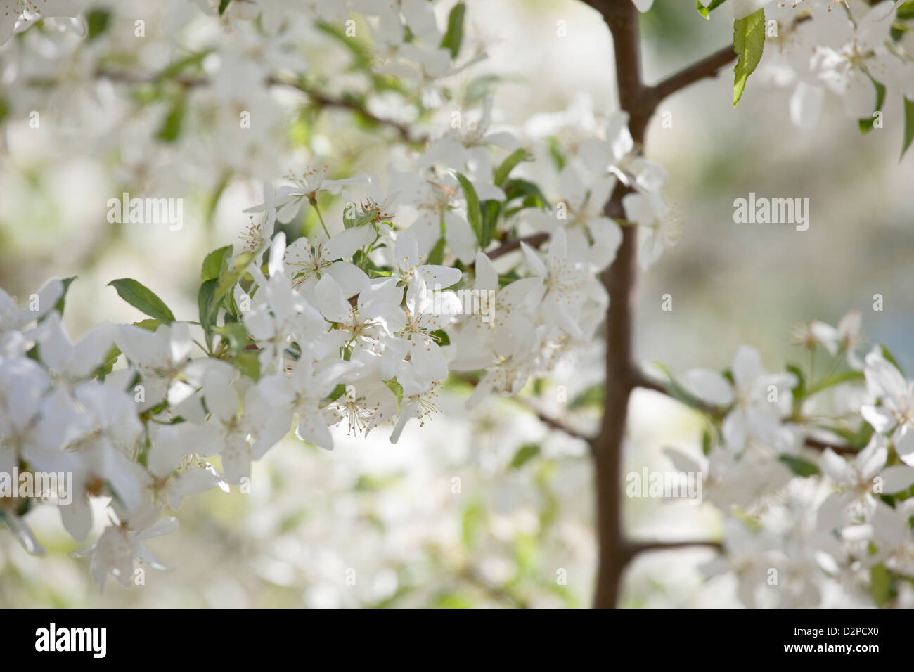 Malus transitoria Crab Apple Tree in Blossom Stock Photo