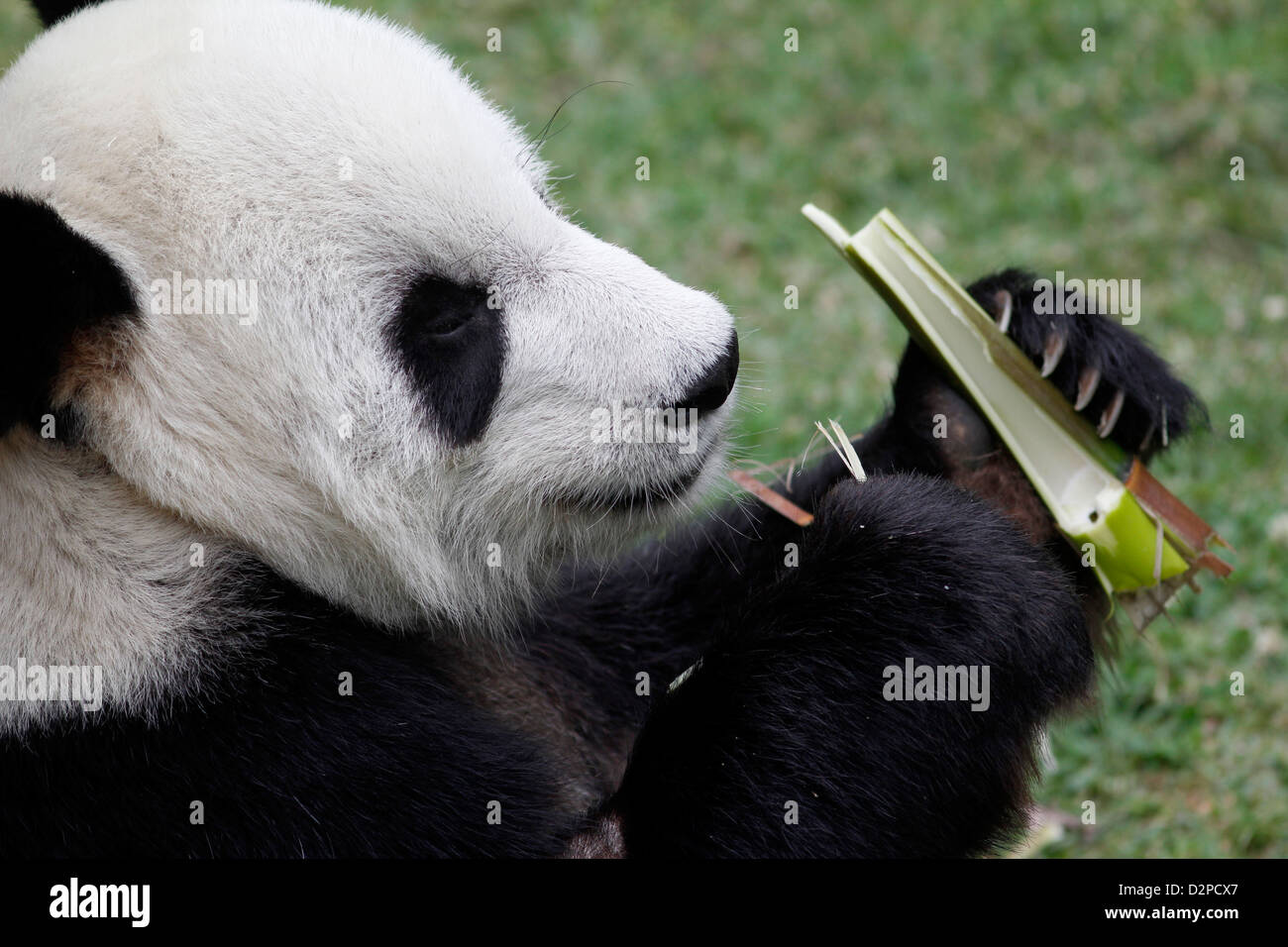 Giant Panda eating bamboo Memphis Zoo Tennessee Stock Photo