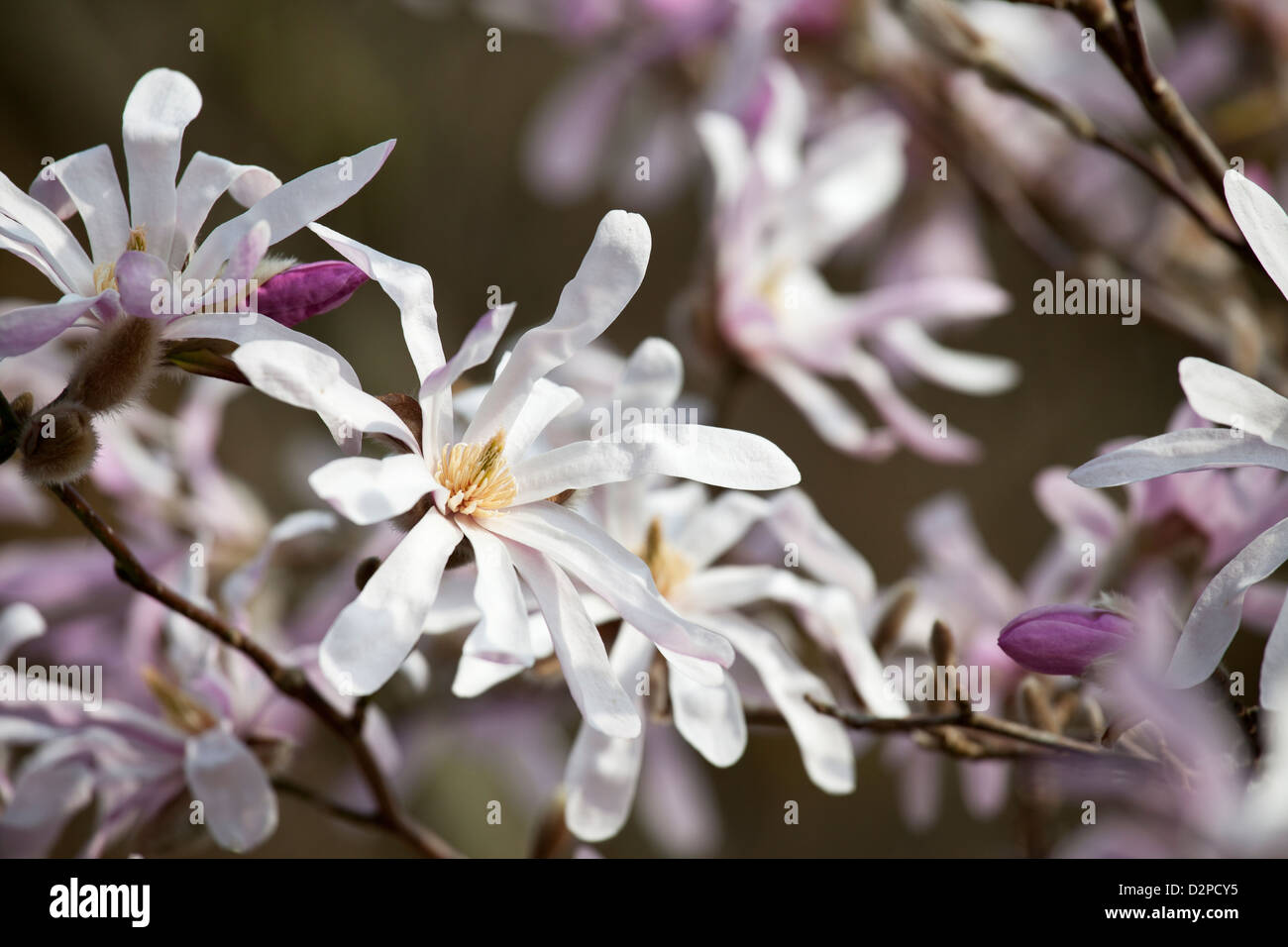 Magnolia x loebneri 'Leonard Messel' Stock Photo - Alamy