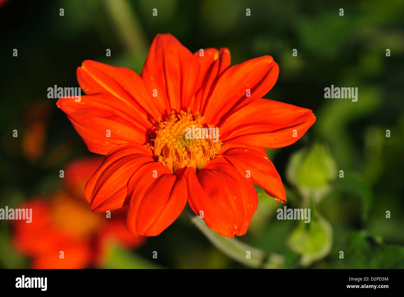 Rundblaettrige Tithonie (Tithonia rotundifolia) • Landkreis Schwaebisch Hall, Baden-Wuerttemberg, Deutschland Stock Photo