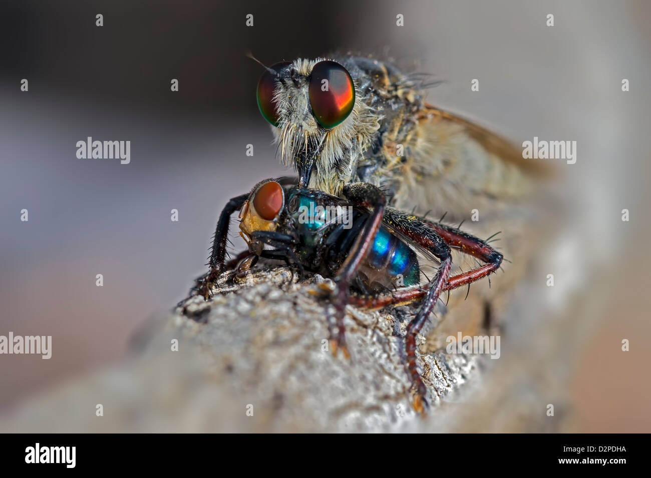 predator and pray Stock Photo