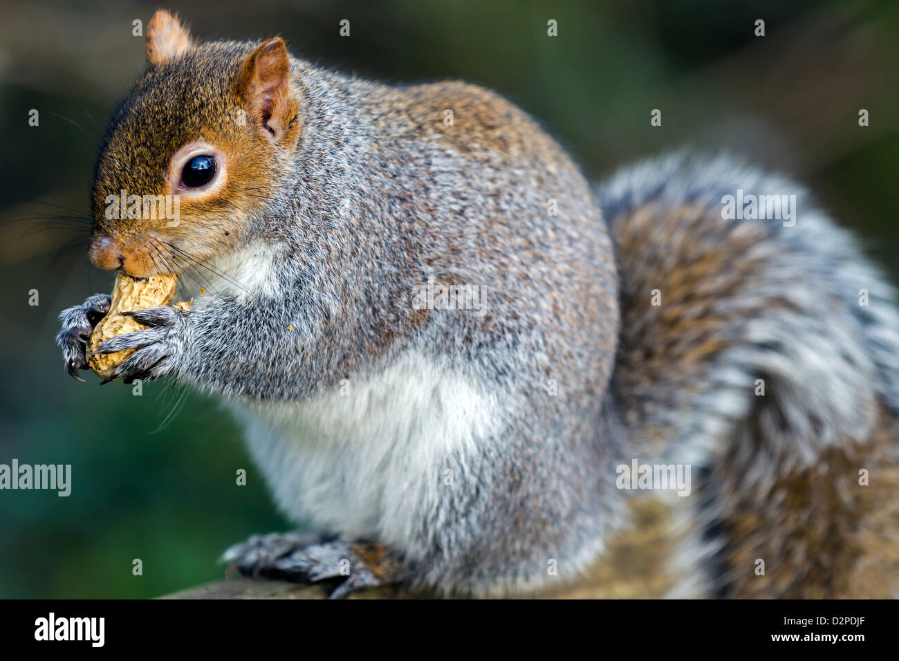 lovely gray squirrel feeding on nuts Stock Photo