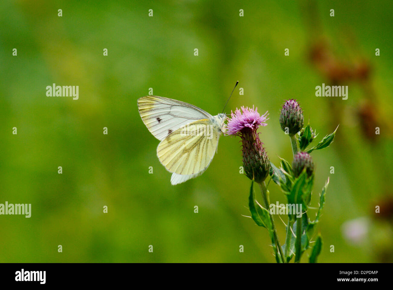 Pieris brassicae Cabbage White Butterfly on thistle Stock Photo