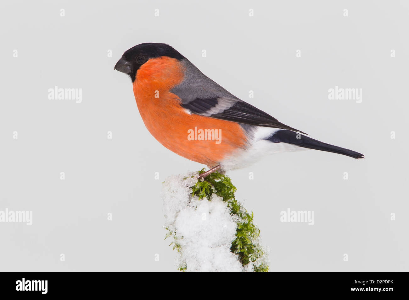 BULLFINCH ON A SNOW COVERED BRANCH Stock Photo