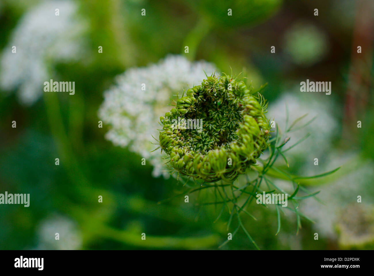 Ammi visnaga also known as Toothpick Weed and Blütenball - Closeup of new flower head (seed pod) beginning to open Stock Photo