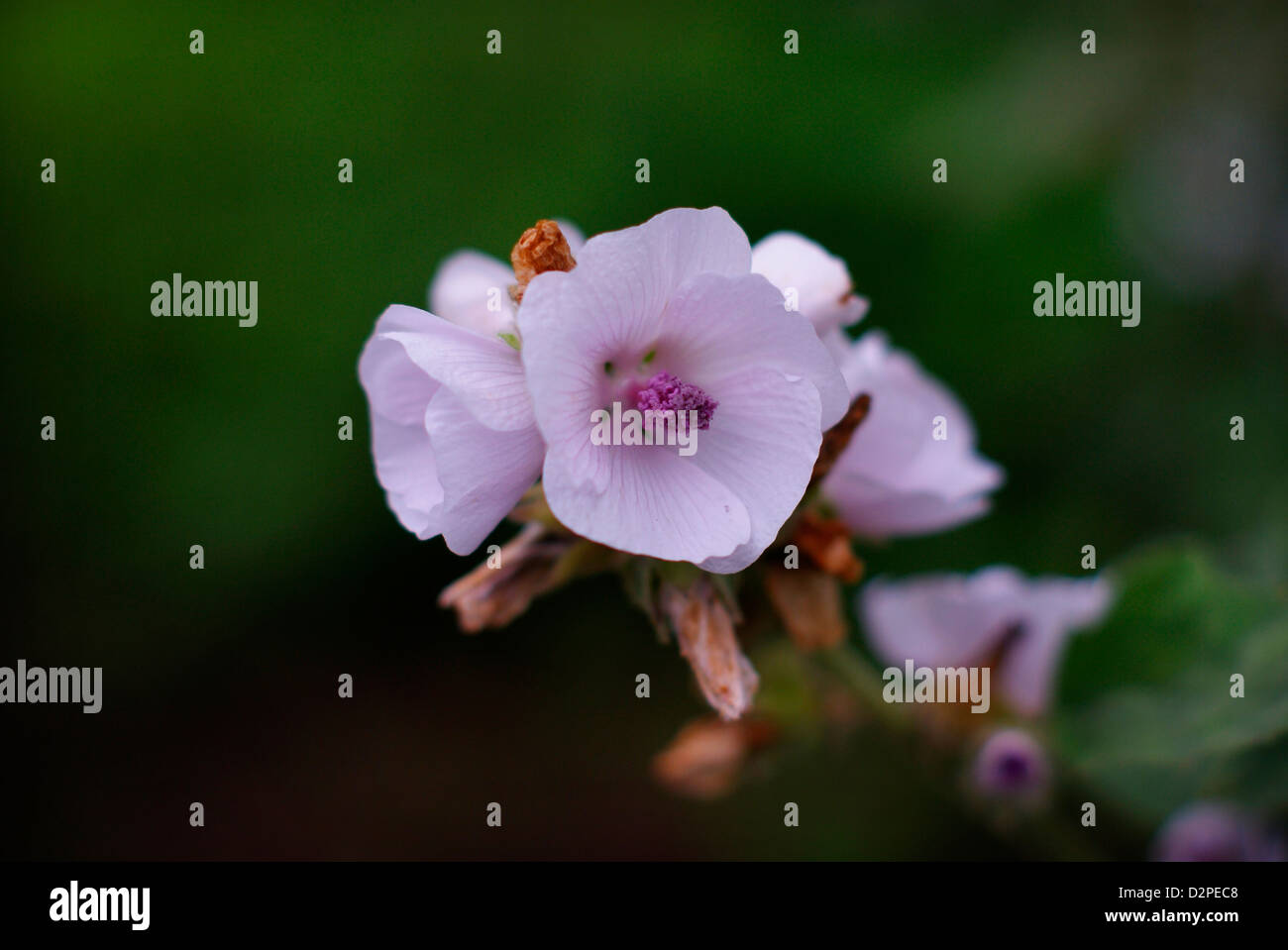 Marsh Mallow flower blossom (Althaea officinalis Stock Photo - Alamy