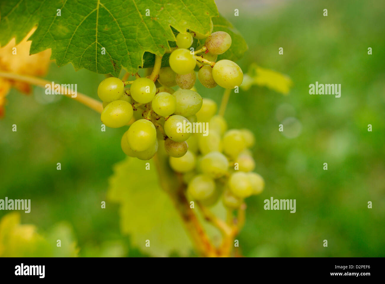 Young Wine Grapes hanging from the vine. Stock Photo